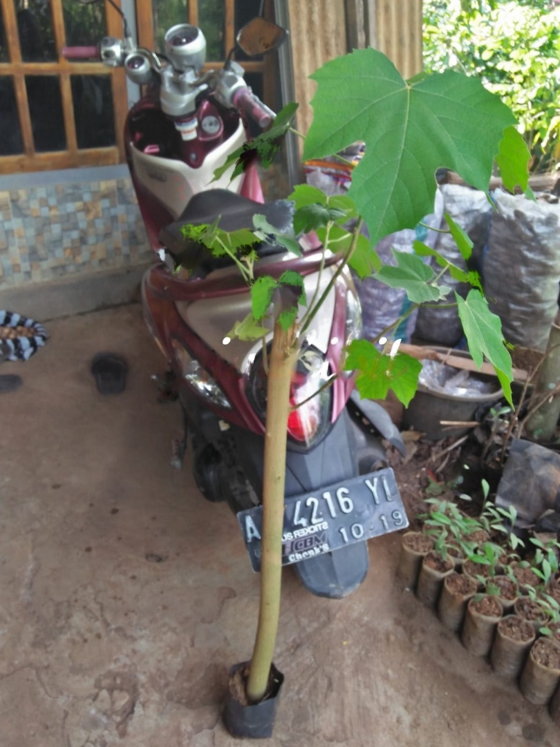 Bibit Tanaman Kayu Timoho - Langka - Siap Tanam, Perkebunan di Carousell
