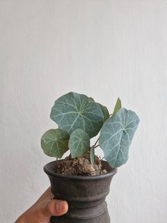 (Category: ) located in . Submitted by excess.plants (Listing ID 1340900503, Image 1). Description: .