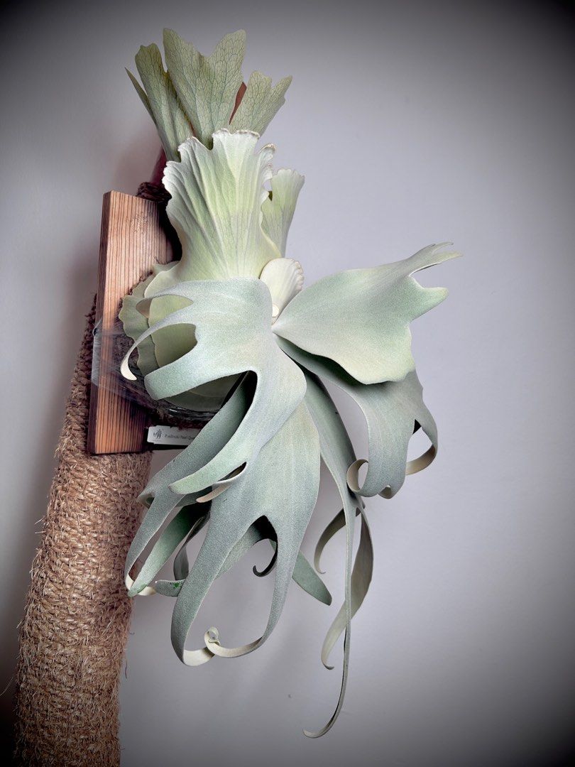 P.willinckii Pearl Queen パールクイーン