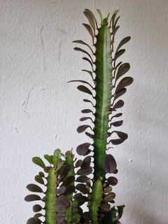 (Category: ) located in . Submitted by utaniaplants (Listing ID 1341118914, Image 1). Description: .
