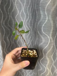 (Category: ) located in . Submitted by orchids_galore (Listing ID 1341172681, Image 1). Description: .