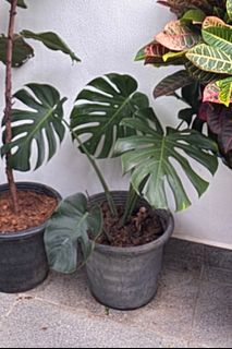 (Category: ) located in . Submitted by ms000 (Listing ID 1341155608, Image 1). Description: .