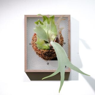 （分類：）位於 。 由 theframeplatycerium 提交（商品編號 1341133452，圖片 1）。簡介： 。