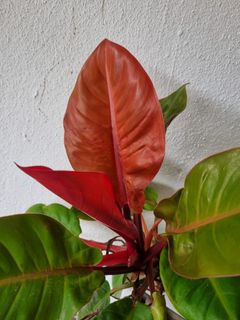 (Category: ) located in . Submitted by utaniaplants (Listing ID 1341123344, Image 1). Description: .