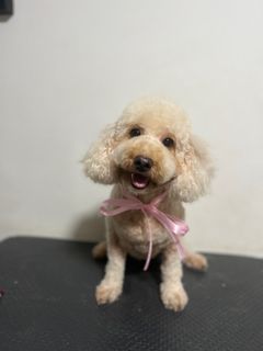 Dog grooming home based For Sale Homes Other Pet Accessories