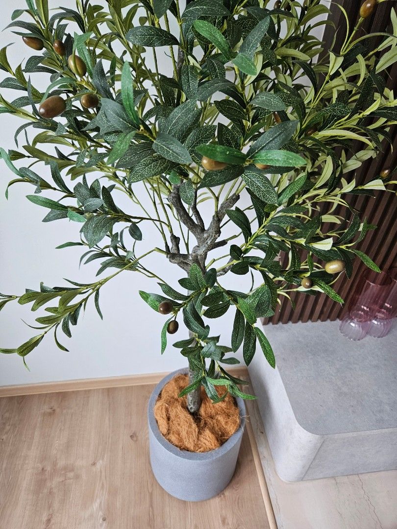 Decorative plant