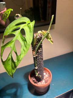 （分類：）位於 。 由 robertbur47932 提交（商品編號 1341242707，圖片 1）。簡介： 。