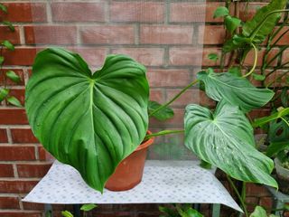 (Category: ) located in . Submitted by utaniaplants (Listing ID 1341304555, Image 1). Description: .