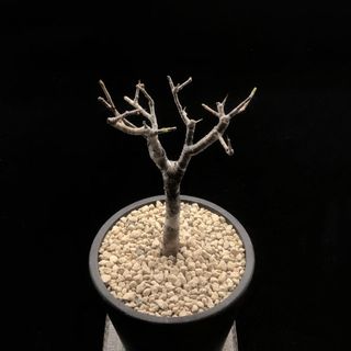 （分類：）位於 。 由 susansgarden 提交（商品編號 1219537326，圖片 1）。簡介： 。