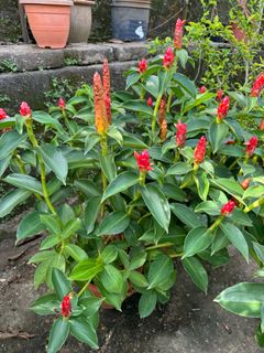 (Category: ) located in . Submitted by gardenfunfarm (Listing ID 1341530209, Image 1). Description: .