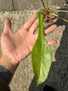（分類：）位於 。 由 k6453 提交（商品編號 1341619102，圖片 1）。簡介： 。
