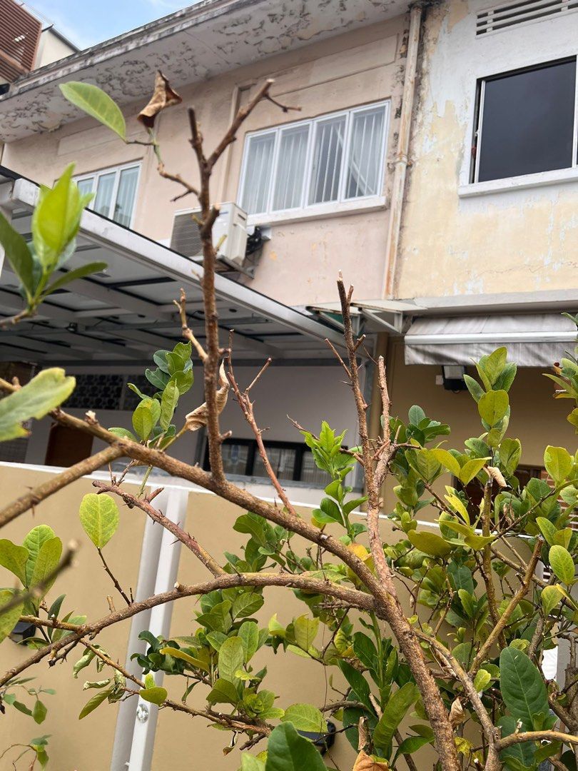 gardening64884978722562110