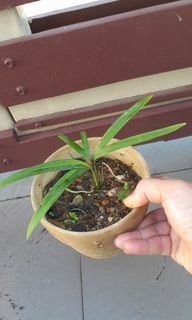 (Category: ) located in . Submitted by sychern (Listing ID 1341590794, Image 1). Description: .