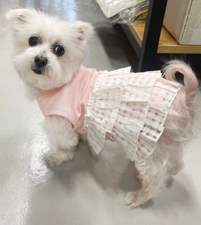 （分類：）位於 。 由 ipetshop 提交（商品編號 1341880231，圖片 1）。簡介： 。