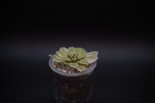 （分類：）位於 。 由 cc_agave 提交（商品編號 1341917197，圖片 1）。簡介： 。