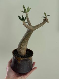 （分類：）位於 。 由 uncleasy 提交（商品編號 1341827178，圖片 1）。簡介： 。