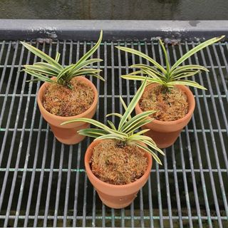 Neofinetia falcata  Collection item 1
