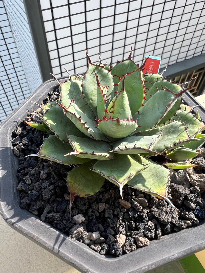 屈原の舞扇 パルメリーC ハイブリッド株Agave 三宅雷神 【ハイブリッド