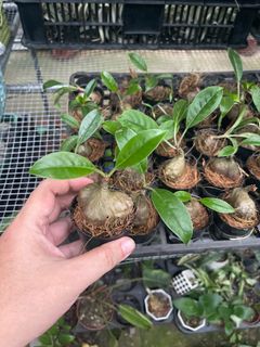 (Category: ) located in . Submitted by plantandplant (Listing ID 1342059919, Image 1). Description: .