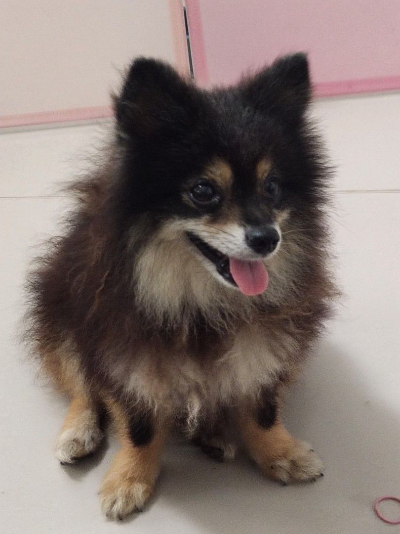 FOR SALE PUPPY MINIPOM, Perlengkapan Hewan, Makanan Hewan di Carousell