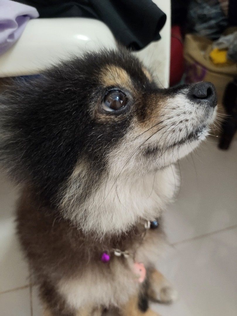 FOR SALE PUPPY MINIPOM, Perlengkapan Hewan, Makanan Hewan di Carousell