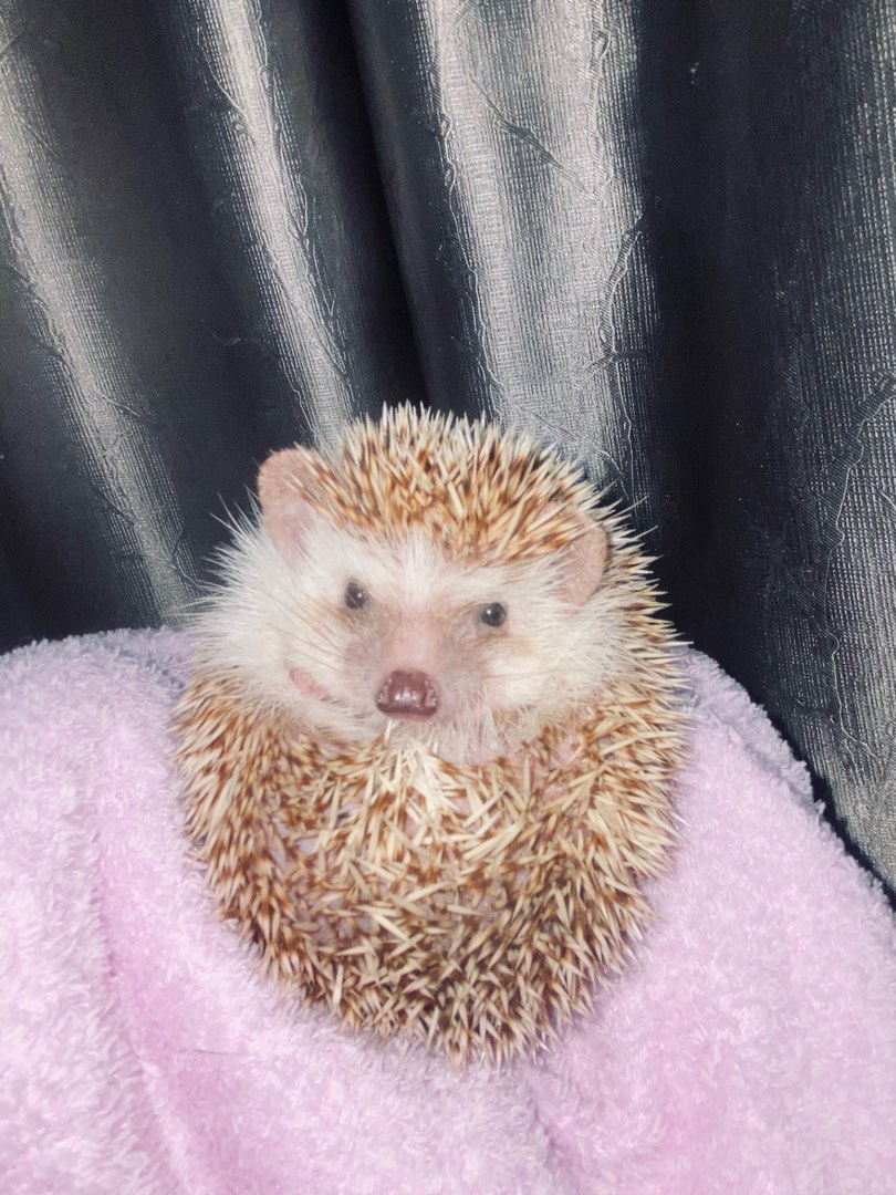 Hedgehog for Rehome, Pet Supplies, Pet Food on Carousell