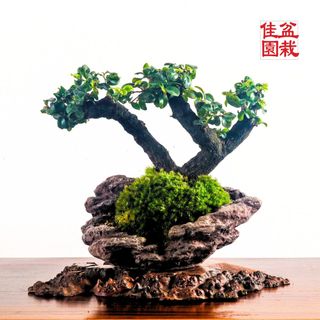 (Category: ) located in . Submitted by bonsai_inc (Listing ID 1341992191, Image 1). Description: .