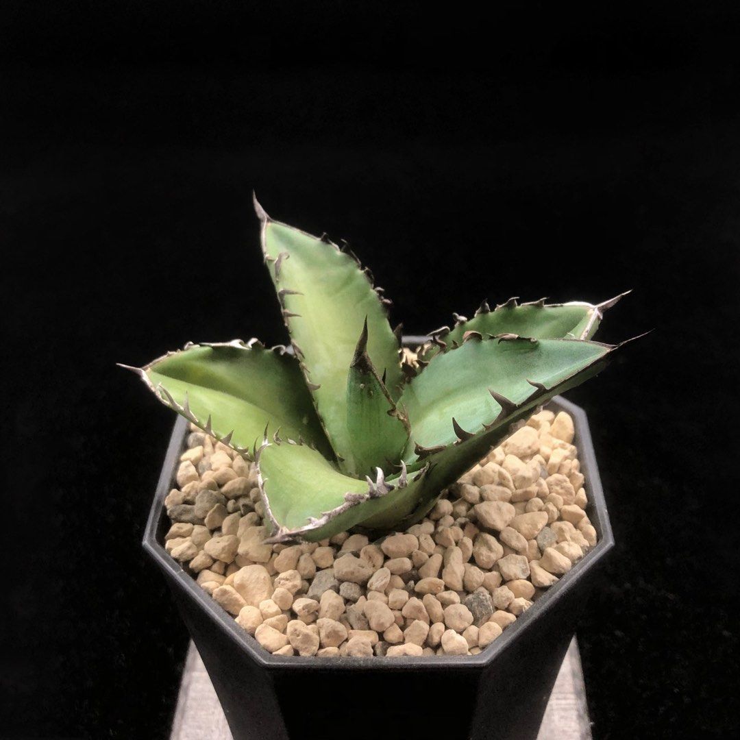 oaxaca oteroi 超特大 special W約30cm極太主根オテロイ