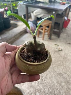 (Category: ) located in . Submitted by plantandplant (Listing ID 1342175803, Image 1). Description: .