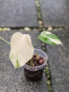 (Category: ) located in . Submitted by hortibotany (Listing ID 1342303606, Image 1). Description: .