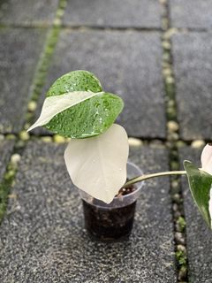 (Category: ) located in . Submitted by hortibotany (Listing ID 1342304064, Image 1). Description: .