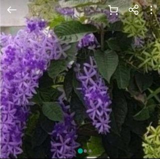 (Category: ) located in . Submitted by fairflowers (Listing ID 1342291451, Image 1). Description: .