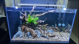 (Category: ) located in . Submitted by superaquarium (Listing ID 1342464308, Image 1). Description: .