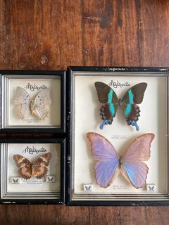 (Category: ) located in . Submitted by preloved_hoarder (Listing ID 1342419088, Image 1). Description: .