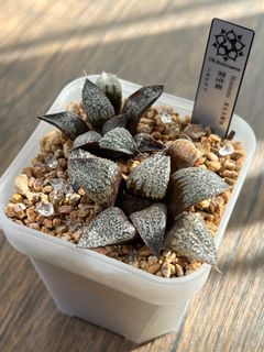 （分類：）位於 。 由 ur.succulents 提交（商品編號 1339465686，圖片 1）。簡介： 。