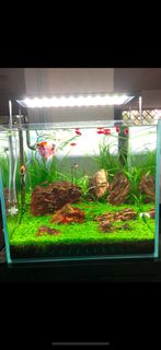 (Category: ) located in . Submitted by dashingbiz (Listing ID 1339420272, Image 1). Description: .