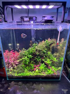 (Category: ) located in . Submitted by brandonliang (Listing ID 1339279503, Image 1). Description: .