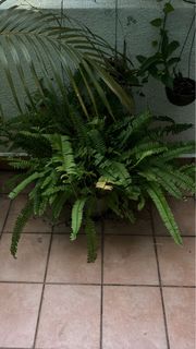 (Category: ) located in . Submitted by katvilric (Listing ID 1339487131, Image 1). Description: .