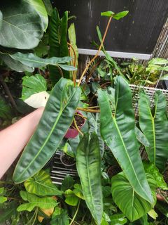 (Category: ) located in . Submitted by jackofallplants (Listing ID 1342766490, Image 1). Description: .