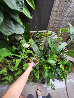 (Category: ) located in . Submitted by jackofallplants (Listing ID 1342766902, Image 1). Description: .