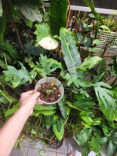 (Category: ) located in . Submitted by jackofallplants (Listing ID 1342766697, Image 1). Description: .