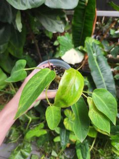 (Category: ) located in . Submitted by jackofallplants (Listing ID 1342766174, Image 1). Description: .