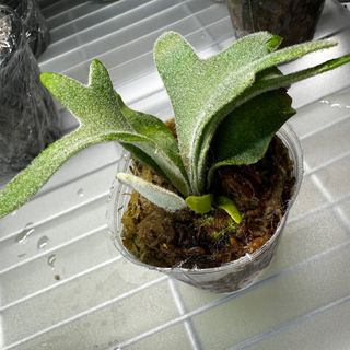 (Category: ) located in . Submitted by sing.ferns1628 (Listing ID 1342910670, Image 1). Description: .