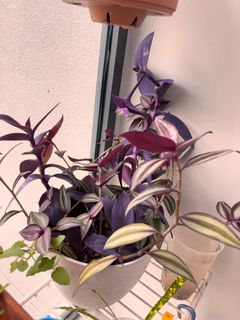 (Category: ) located in . Submitted by cloell (Listing ID 1342895153, Image 1). Description: .