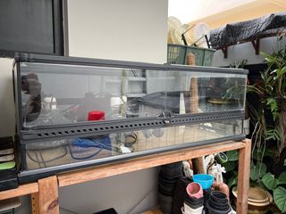 (Category: ) located in . Submitted by pLantae (Listing ID 1343079275, Image 1). Description: .