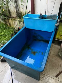 (Category: ) located in . Submitted by plantstuff (Listing ID 1343082996, Image 1). Description: .