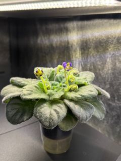 （分類：）位於 。 由 cc_agave 提交（商品編號 1343365604，圖片 1）。簡介： 。