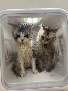 (Category: ) located in . Submitted by ddwql (Listing ID 1343249401, Image 1). Description: .