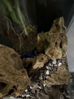 (Category: ) located in . Submitted by natureisagift (Listing ID 1343340509, Image 1). Description: .