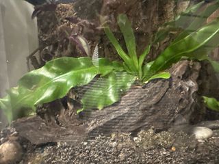 (Category: ) located in . Submitted by natureisagift (Listing ID 1343340842, Image 1). Description: .